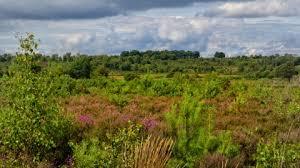 Chobham Common