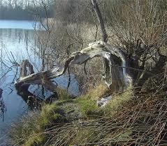 Blue Lagoon Local Nature Reserve