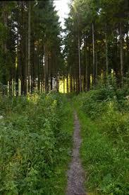 Houghton Forest
