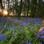 Poulton Wood
