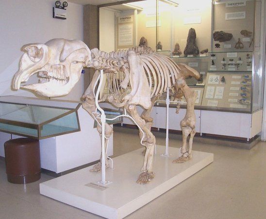 University Museum Of Zoology