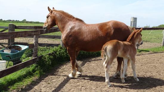 Suffolk Punch Trust