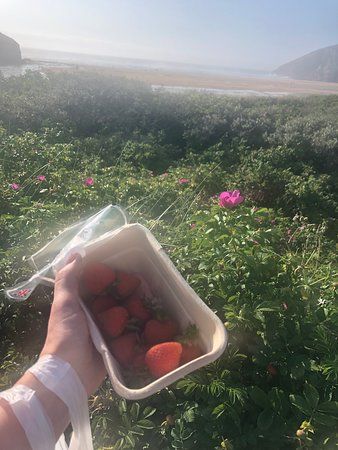 Cornish Fresh